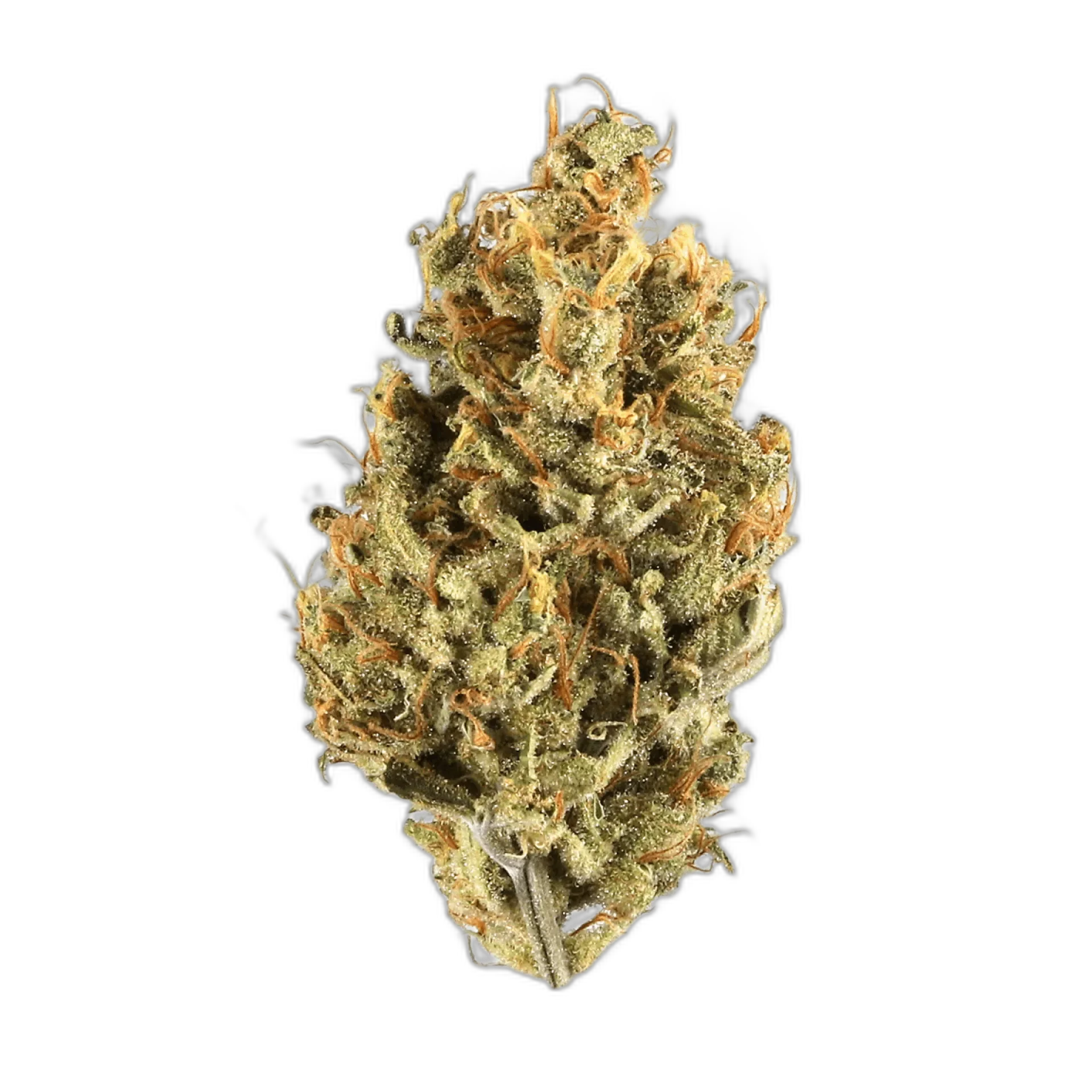 Jungle Cake