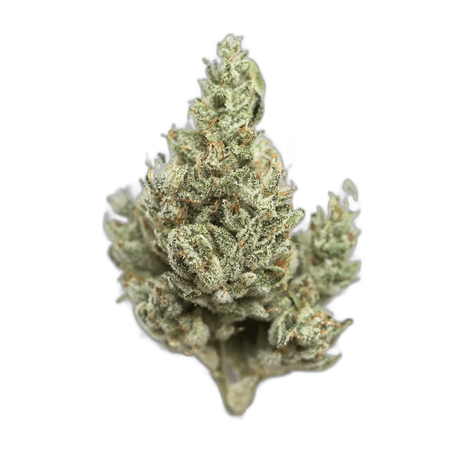 Lime OG