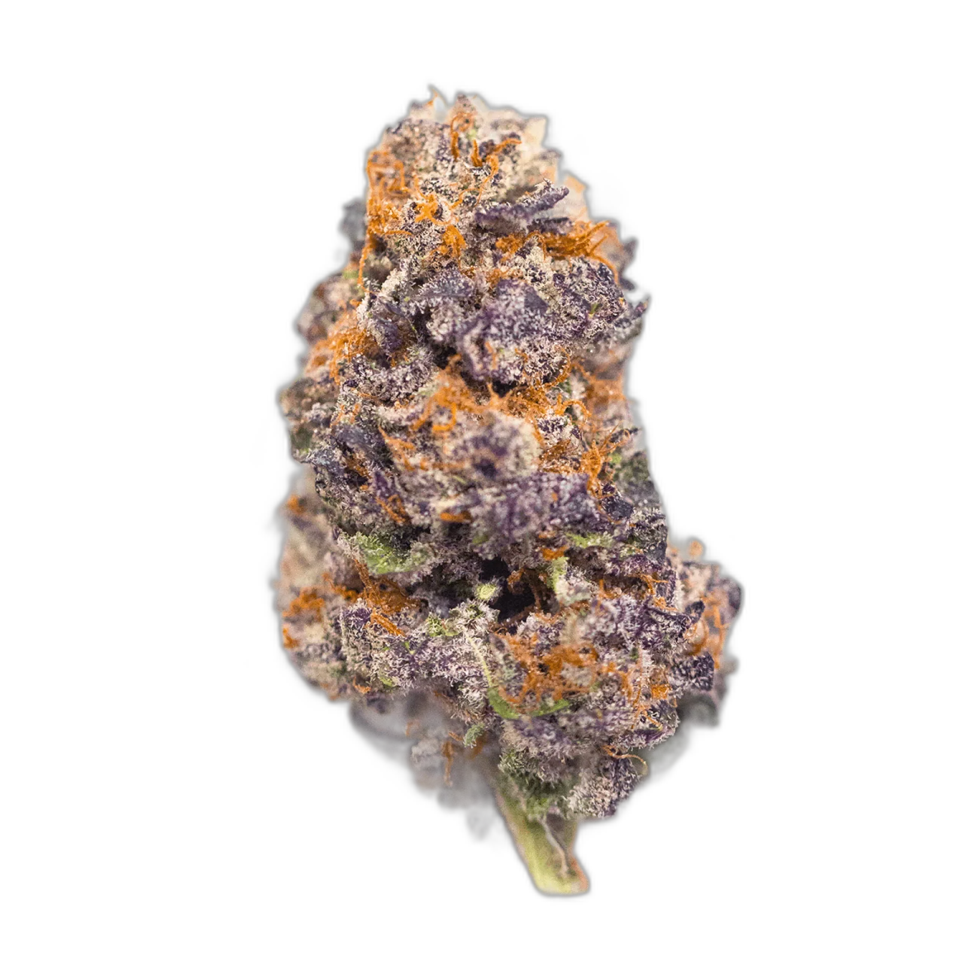 Mendocino Purps