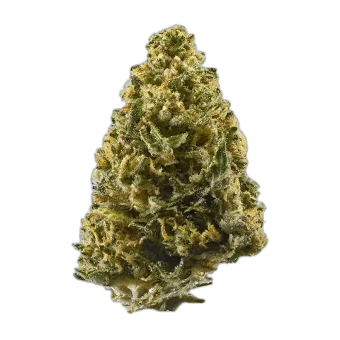Northern Lights