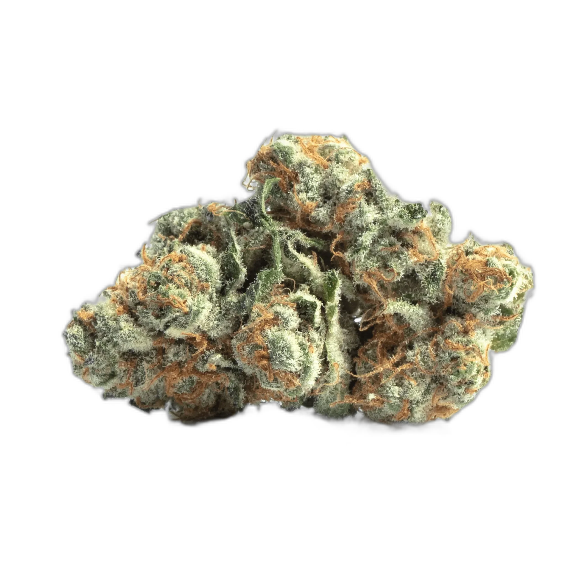 Notorious THC