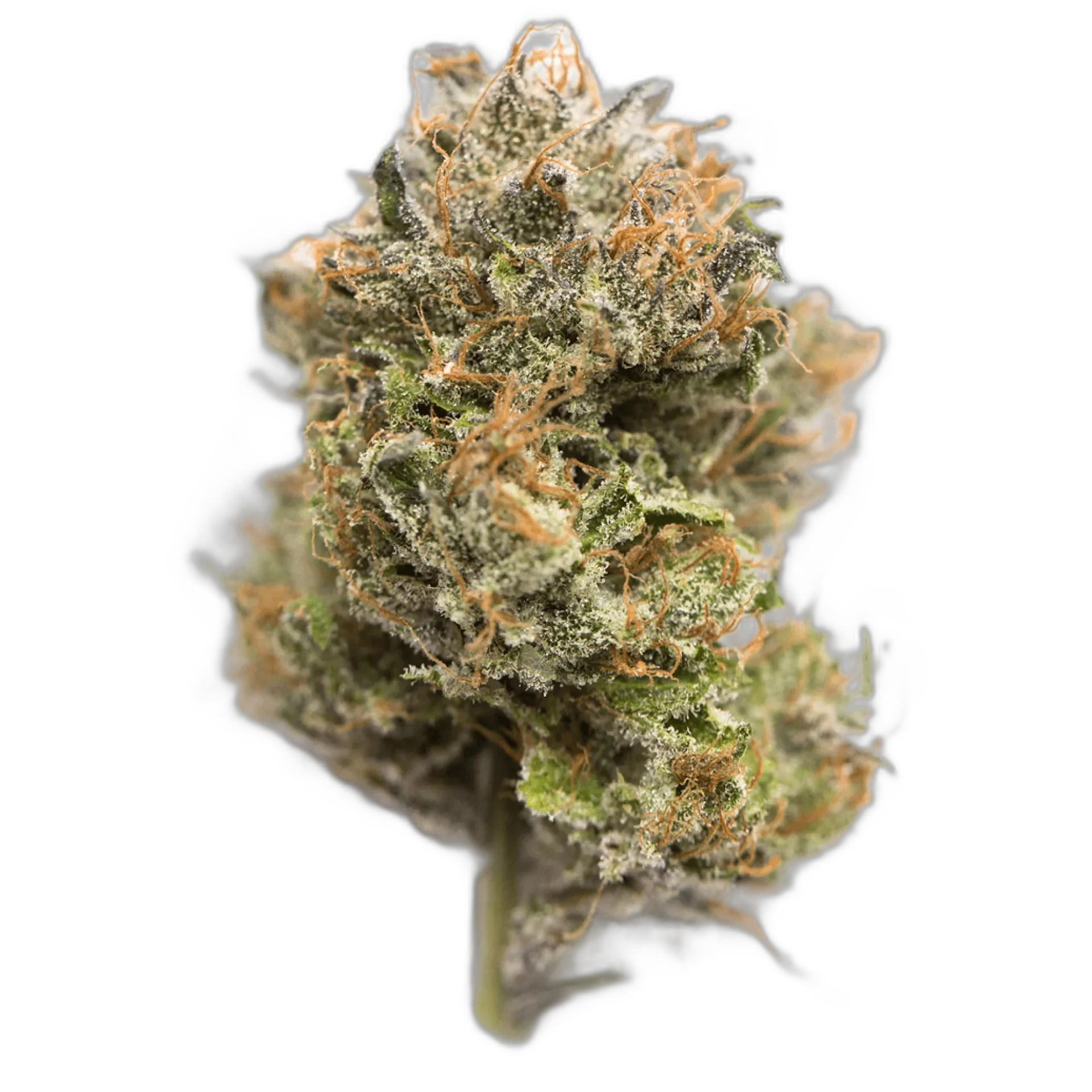 Obama Kush