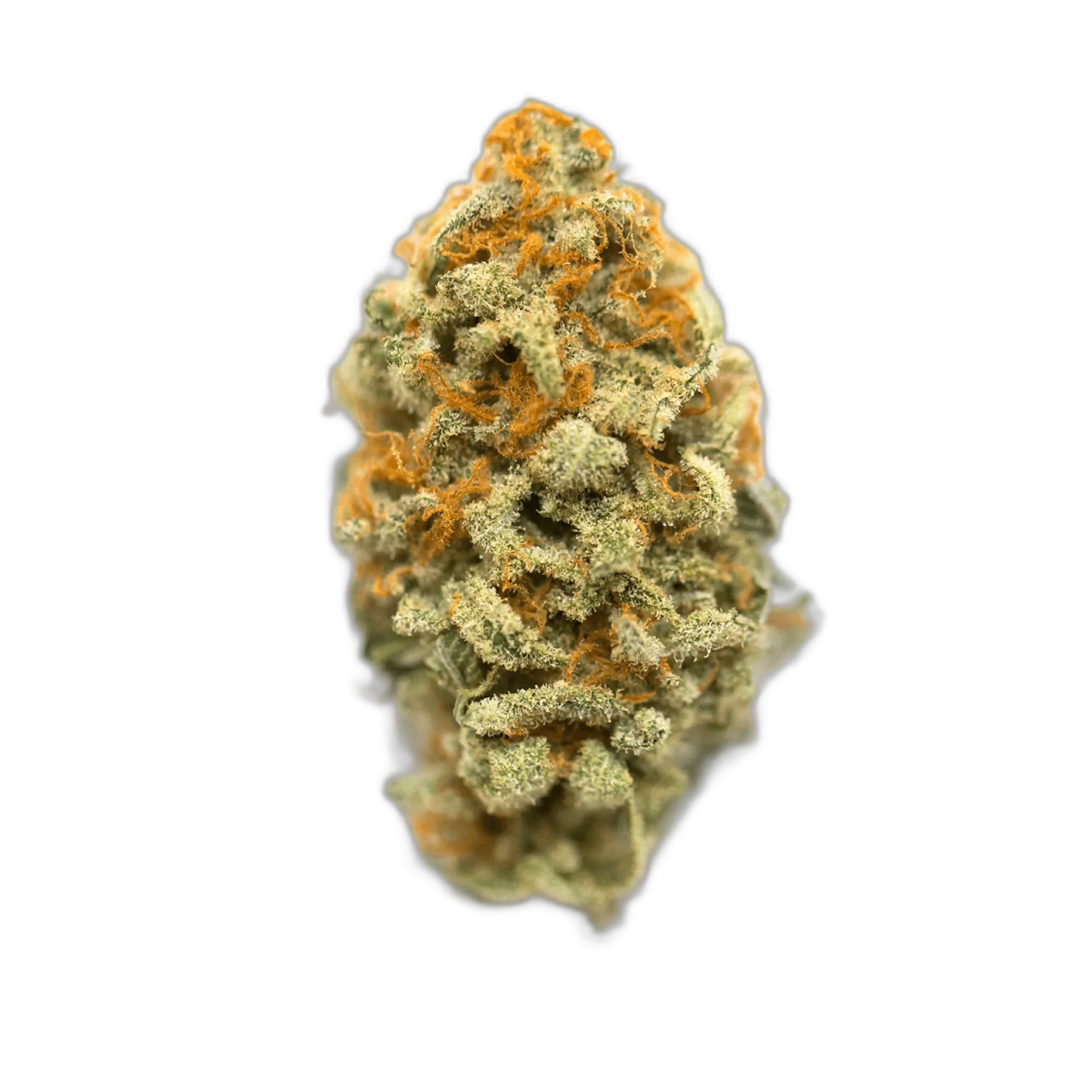Panama Red