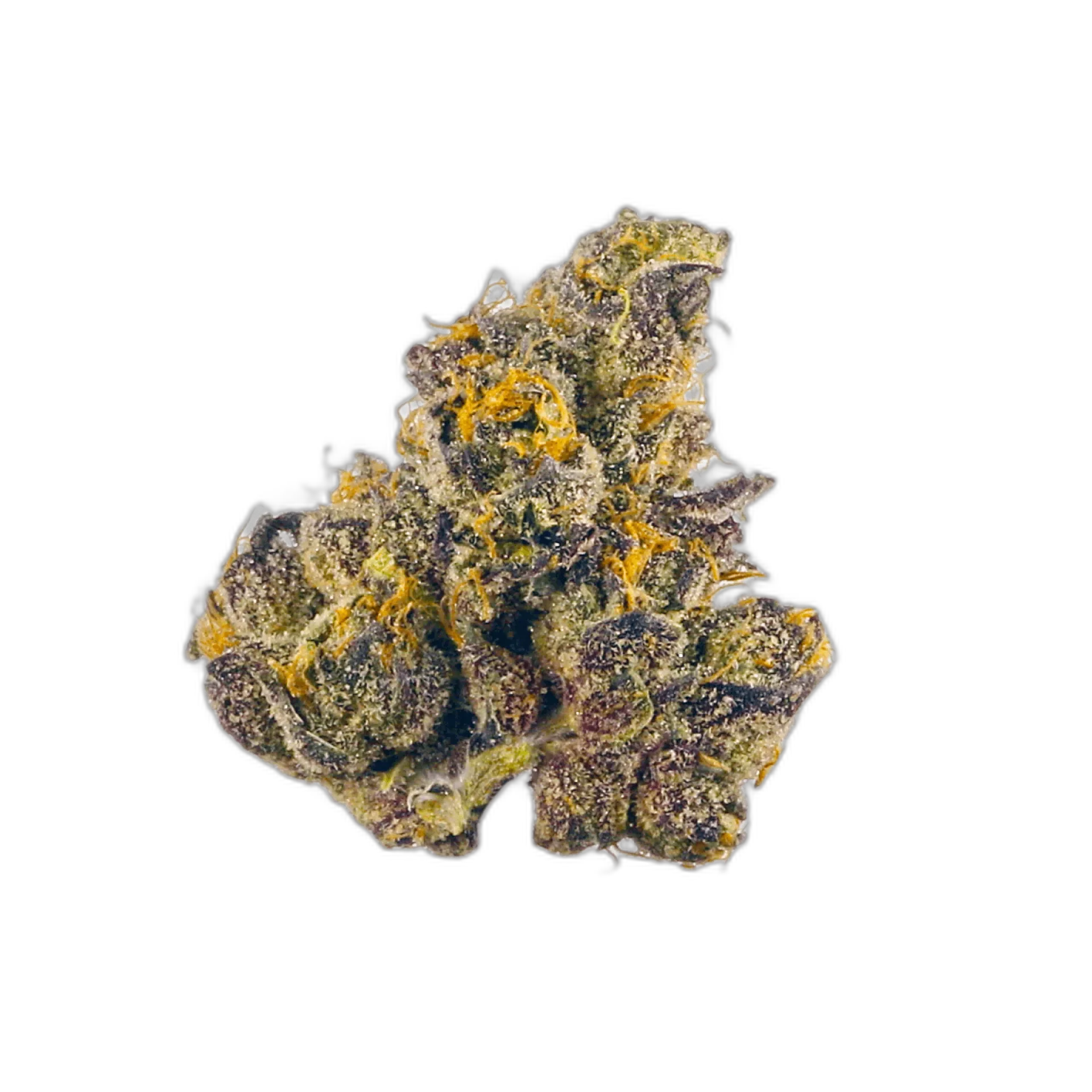 Purple Dragon
