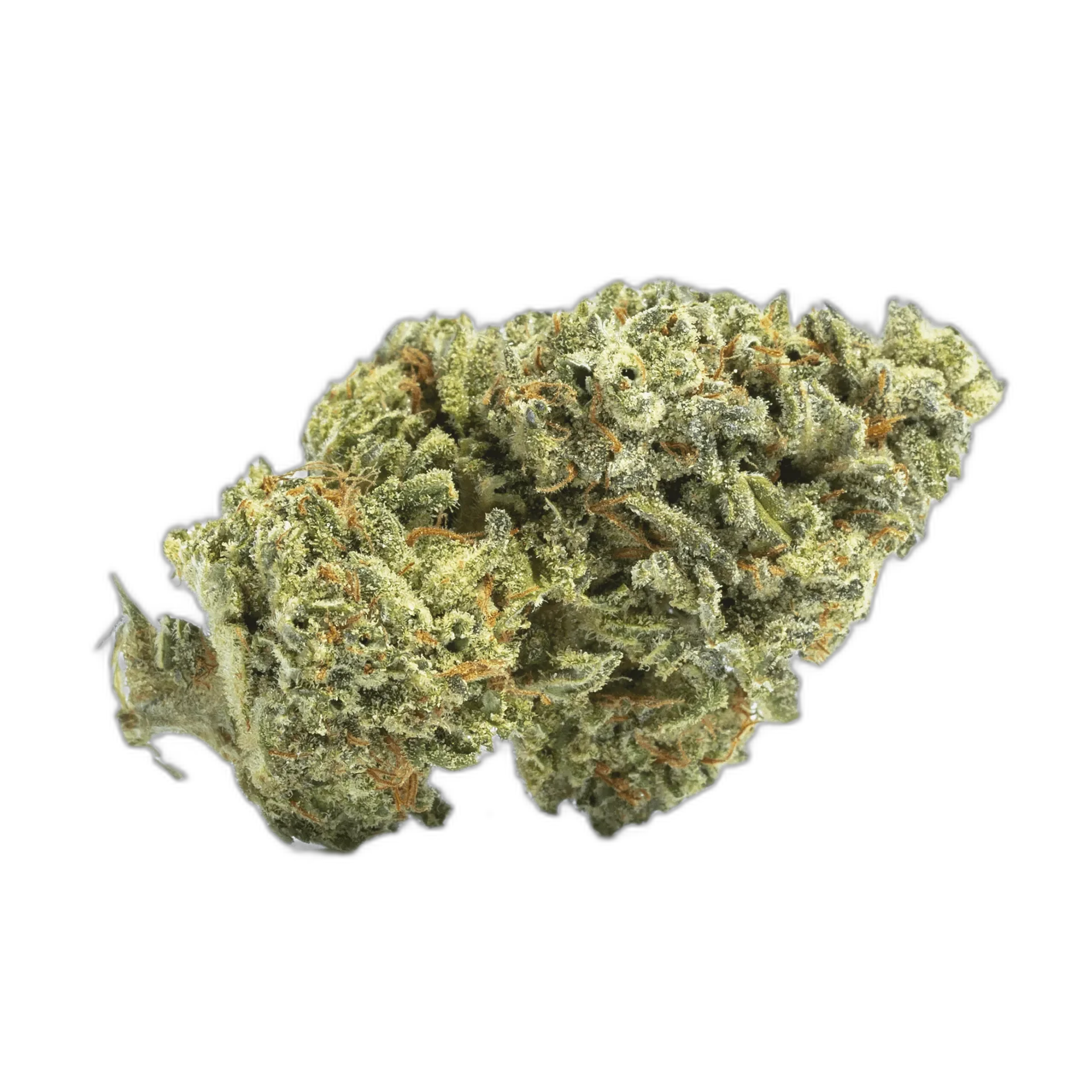 Sensi Star