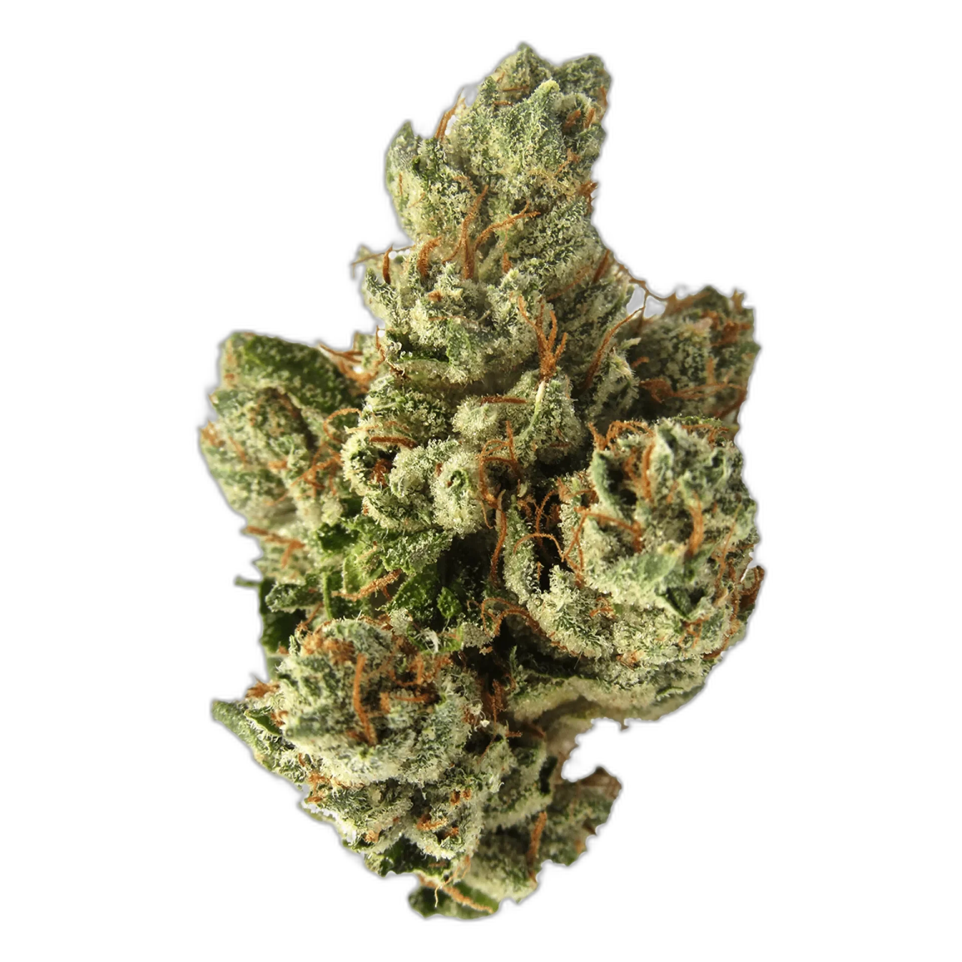 SFV OG