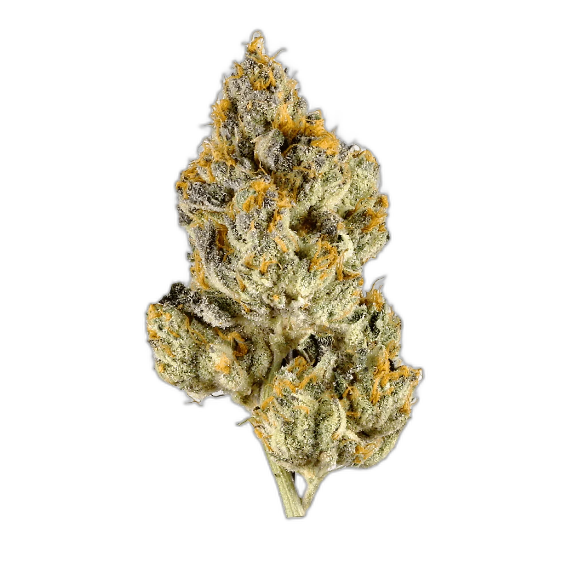 Skunk 1