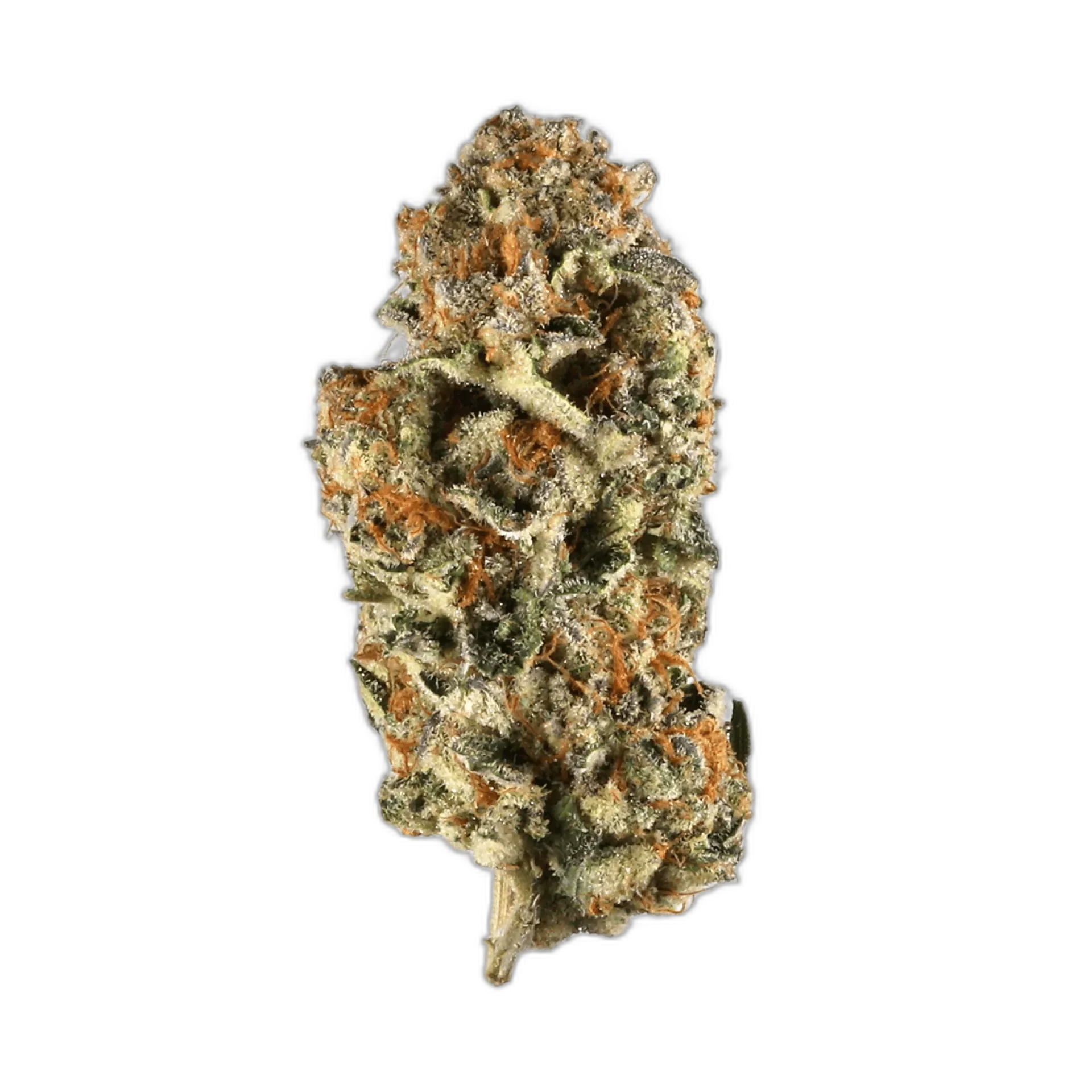 Space Monkey