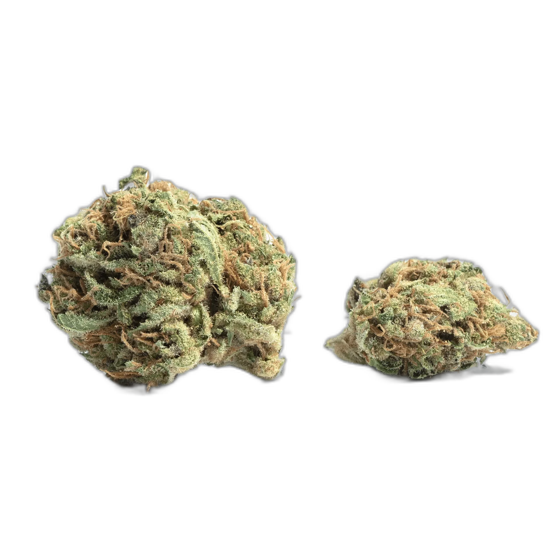 White Rhino