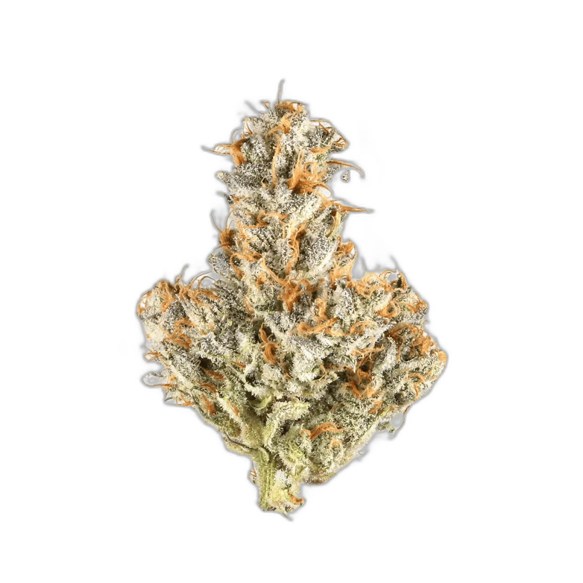 White Truffle