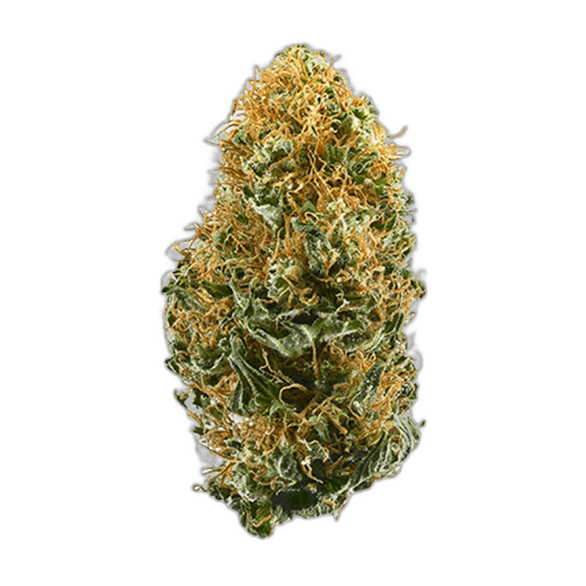White Widow